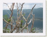 Squirrel- Western Brook Pond * 2592 x 1944 * (1.23MB)